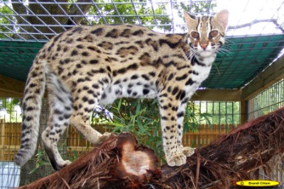 ALC - Bengalkatze - Bengalkatzen Asiatische Leopardenkatze - Wildkatze